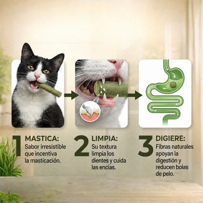 SNURA PET™ | CAT-GRASS